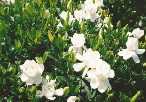 image05